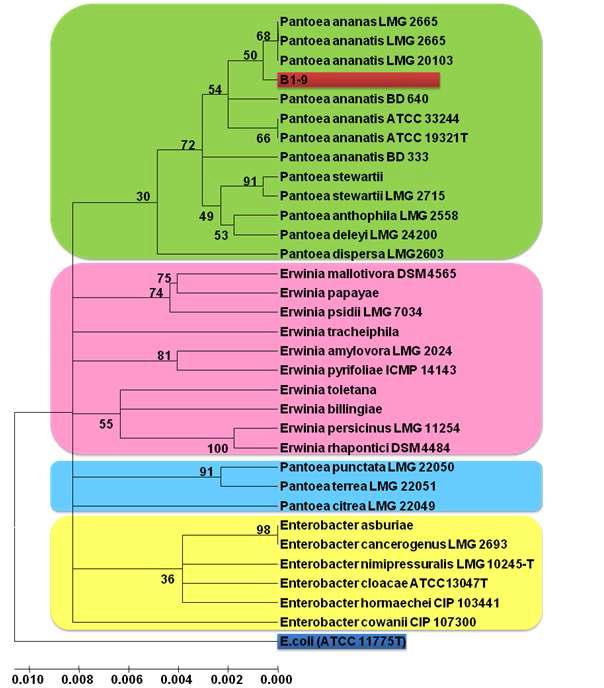 B1-9의 16S rDNA 염기서열에 따른 Pantoea ananatis와의 유연관계