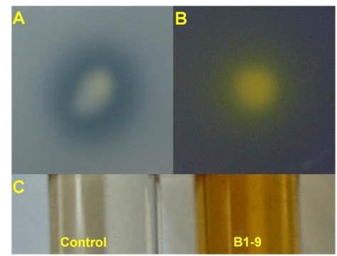 Pantoea ananatis B1-9의 효소활성 검정. A: 인산가용화, B: 황산화, C: IAA 생성