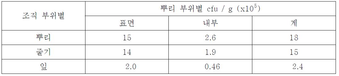 고추 부위별 Pantoea ananatis B1-9의 정착밀도