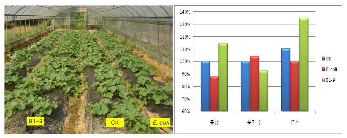 Pantoea ananatis B1-9의 멜론에 대한 생육촉진 효과 포장검정