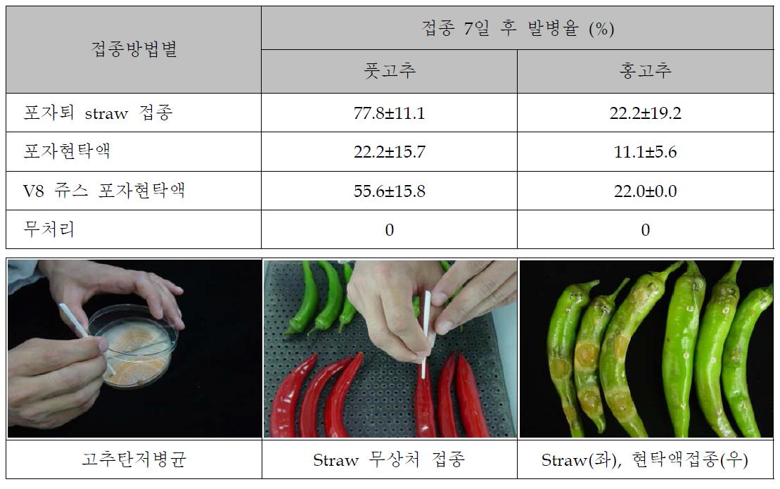 고추과실에 대한 탄저병균 포자퇴 및 포자현탁액 무상처 접종 시 발병율