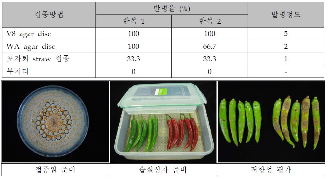 고추탄저병 포자퇴 접종과 agar disc 접종법의 고추탄저병 발병 비교