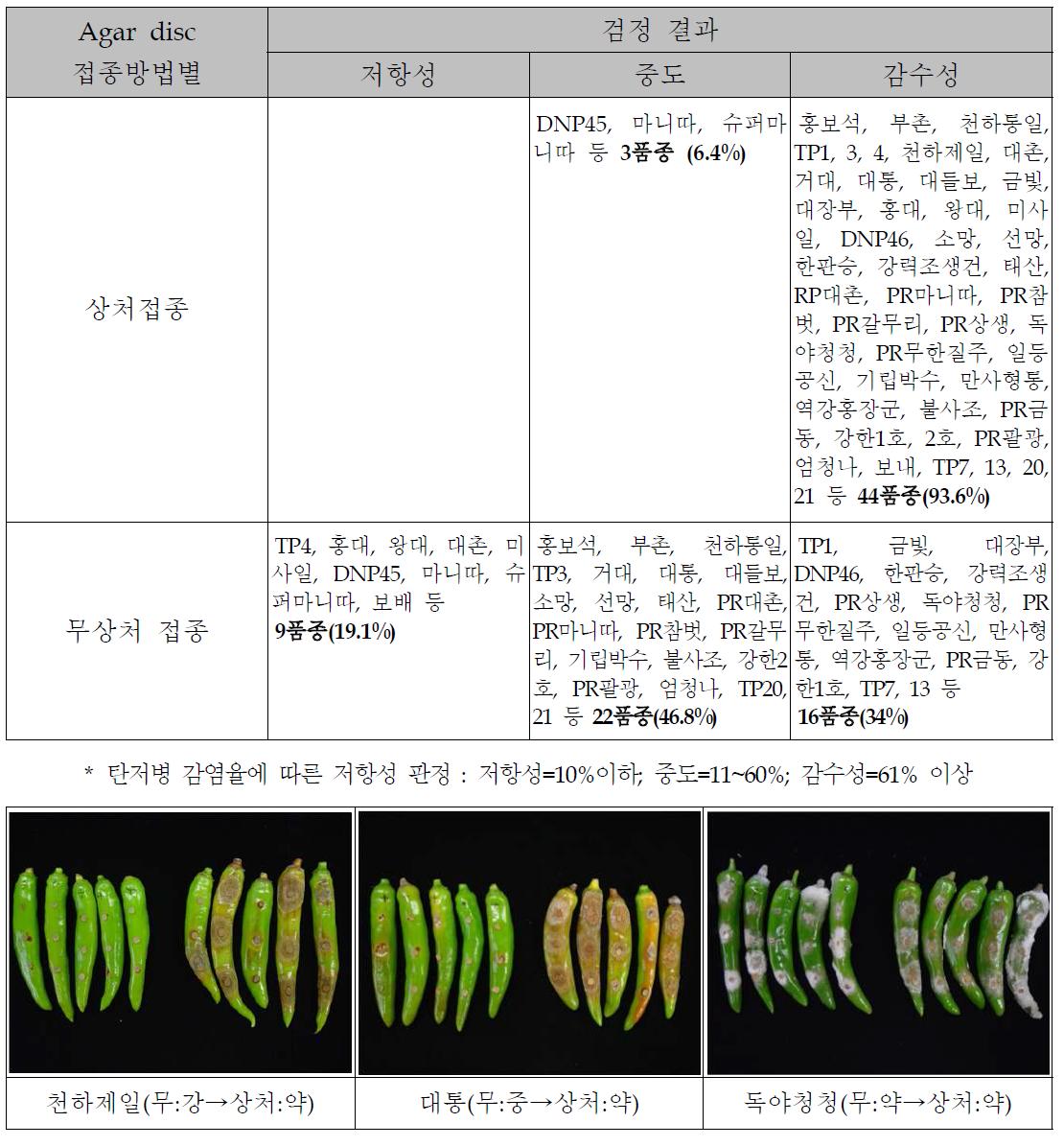 Agar disc법에 의한 고추품종별 상처접종과 무상처 접종시 탄저병 저항성 검정결과 비교