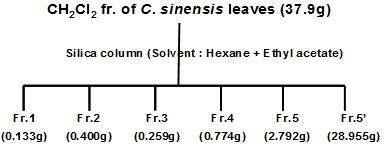 Column fractionation of DCM extract from C. sinensis leaves.