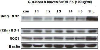 Expression of Nrf2, NQO1 and HO-1 protein by Cedrela sinensis in HepG2 cells.