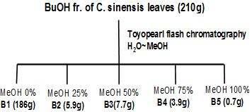 Column fractionation of BuOH extract from C. sinensis leaves.