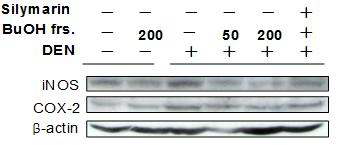 Western blot analysis of activated iNOS and COX-2 in the lung of mice by administration of C. sinensis BuOH fr. or DEN-treated mice.