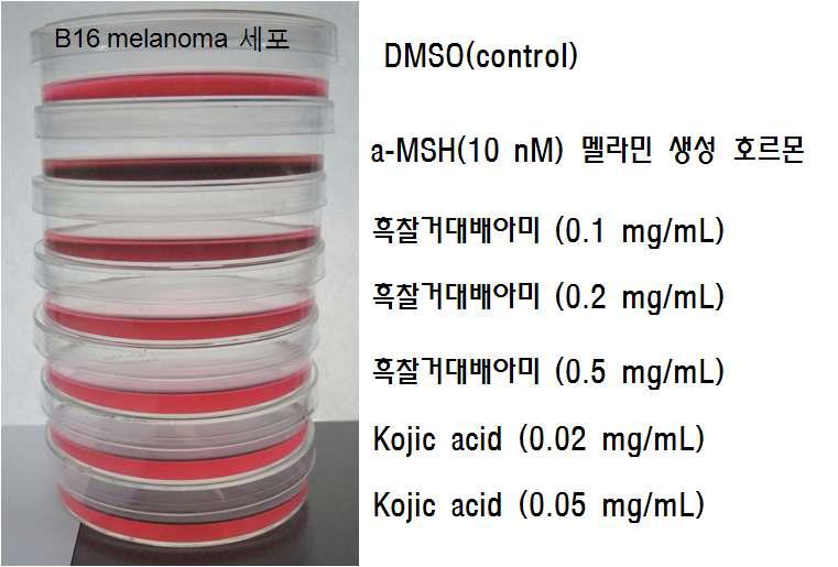 동물 멜라노마 세포를 이용한 미백활성 검정
