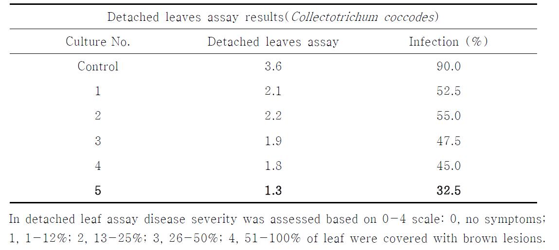 Detached leaves assay results for rhizosphere and nonrhizosphere