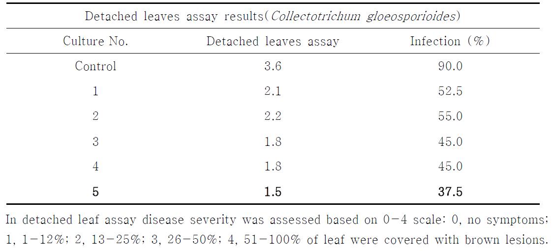 Detached leaves assay results for rhizosphere and nonrhizosphere