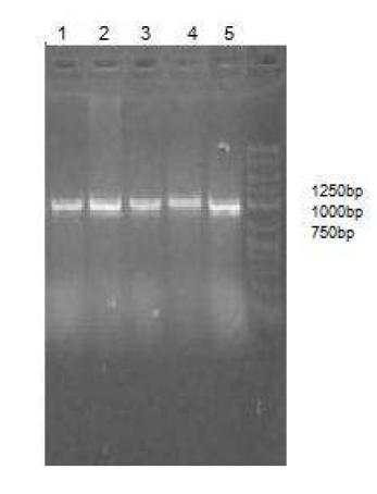 PCR amplified ACC gene. 1); culture no. 1, 2); culture no. 2, 3); culture no. 3, 4);culture no. 4, 5);culture no. 5.