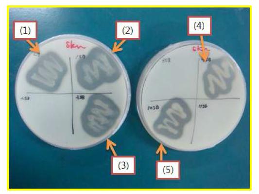 Hydrolysis enzyme activity test(protease)