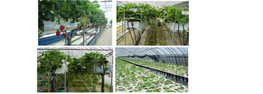 Alternatives of conventional runner plant production.