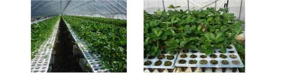 Conventional runner plant production of strawberry cv.