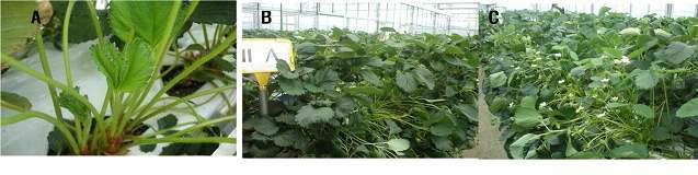 Effect of new leaf removal on plant growth of strawberry.