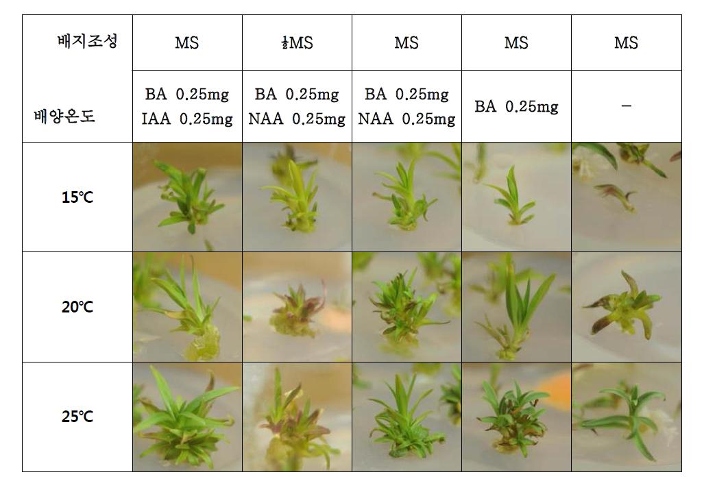 고조도의 생장점배양에서 배지의 조성과 배양온도의 영향