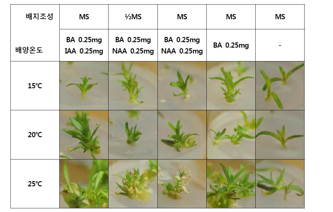 저조도의 생장점배양에서 배지의 조성과 배양온도의 영향