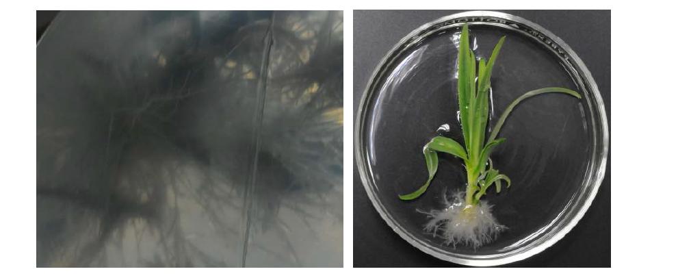 고체배지와 액체배지에서의 뿌리분화