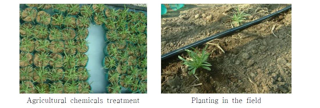 Agricultural chemicals treatment method and planting in the field