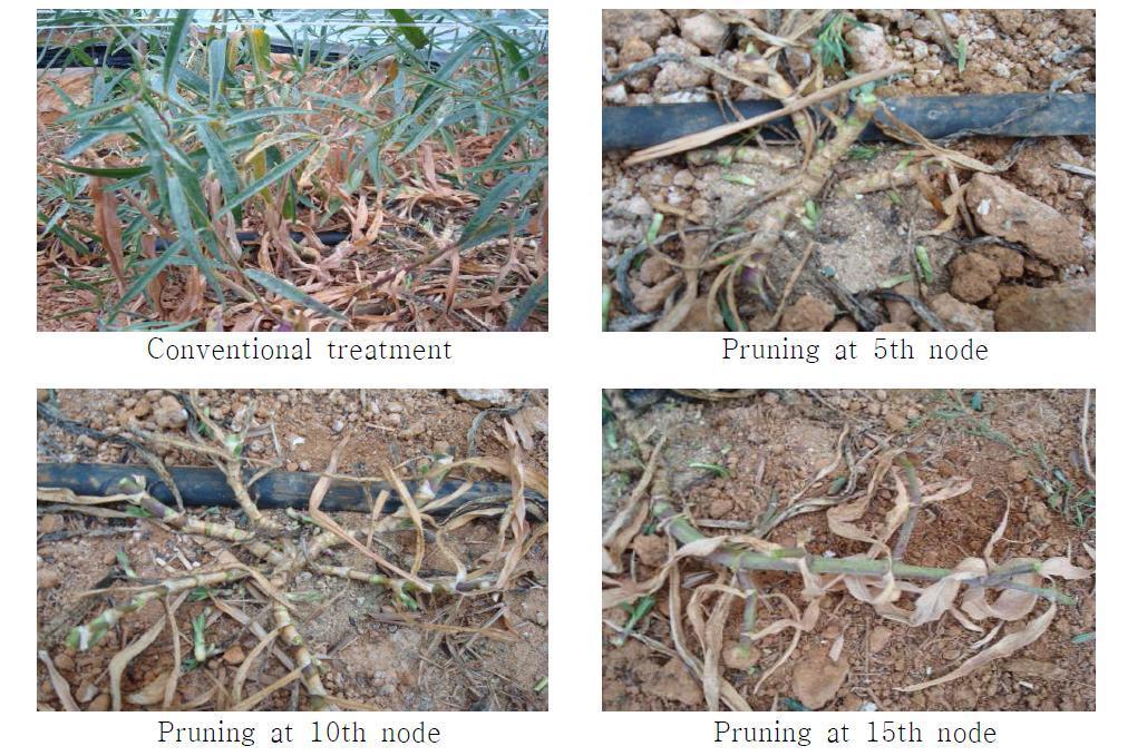 Pruning height (node number) of remaining above-ground plant part after first harvesting time