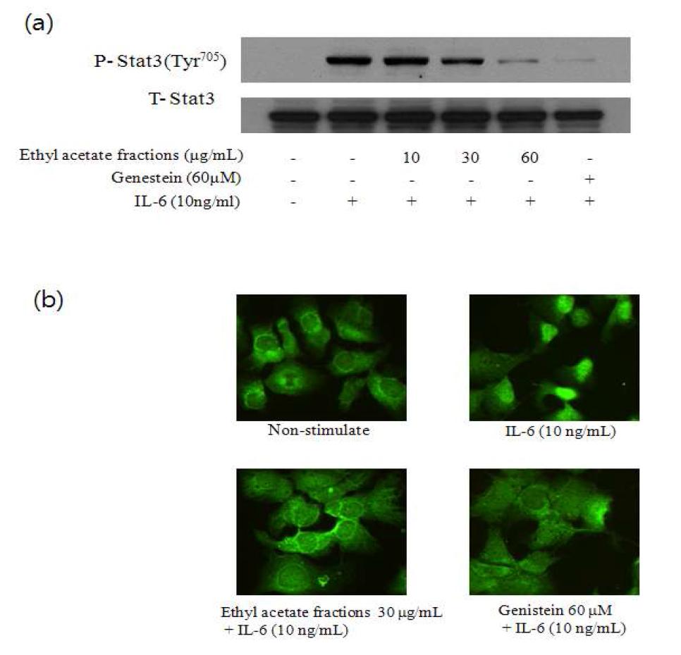 강황 EtOAc 분획물의 IL-6 유도 Stat3 인산화 억제 NFkB의 핵이동 억제 효과
