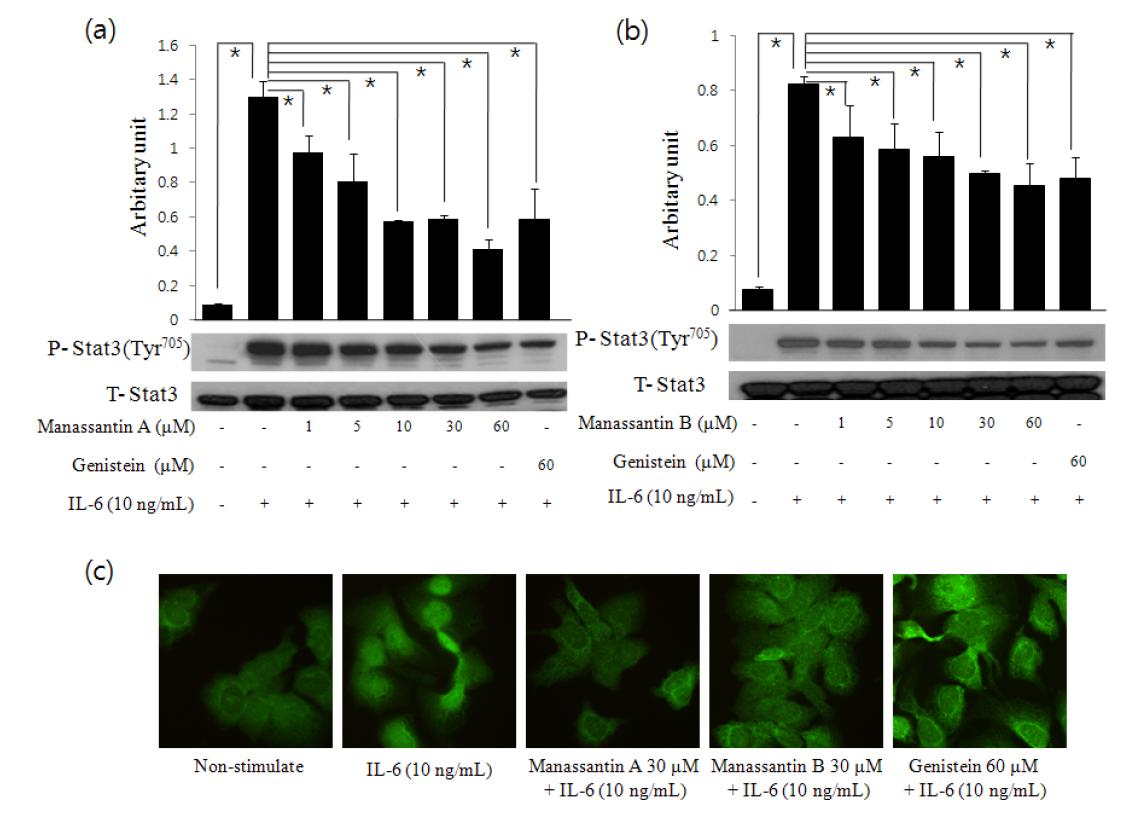 Manassantin A와 B의 IL-6 유도 Stat3 인산화 억제 NFkB의 핵이동 억제 효과