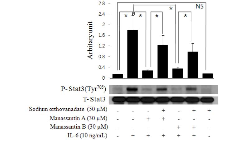 Manassantin A와 B의 IL-6 활성 억제 효과에 대한 protein tyrosine phosphatase의 영향