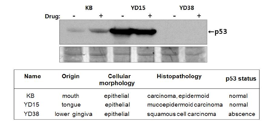 구강 조직 특이적인 세포군들의 p53 발현 상태