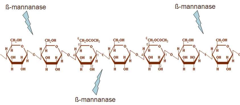 Copra 박 내 β-1,4-mannose 사슬구조 및 β-1,4-mannanase의 작용