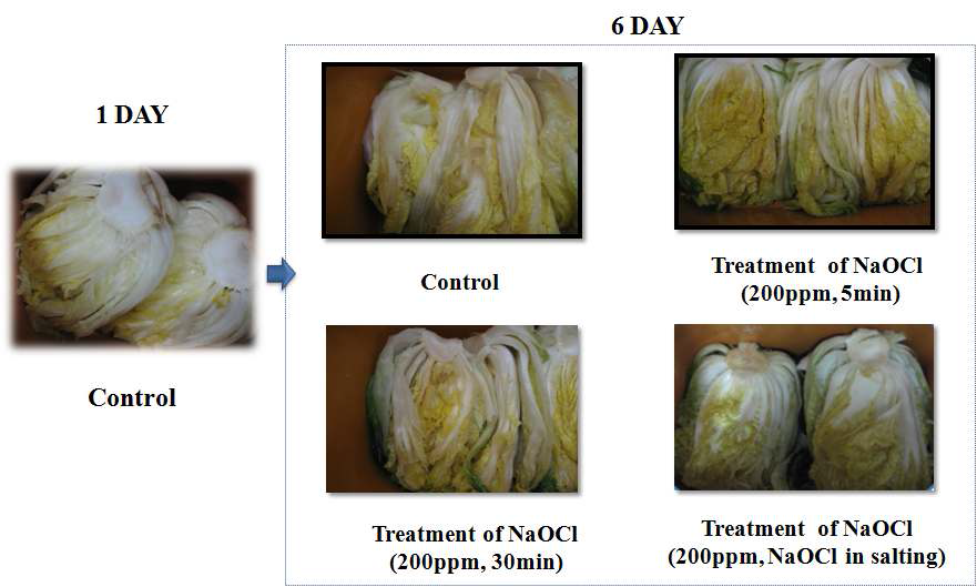 Color changes of salted Chinese cabbage during storage at 10℃