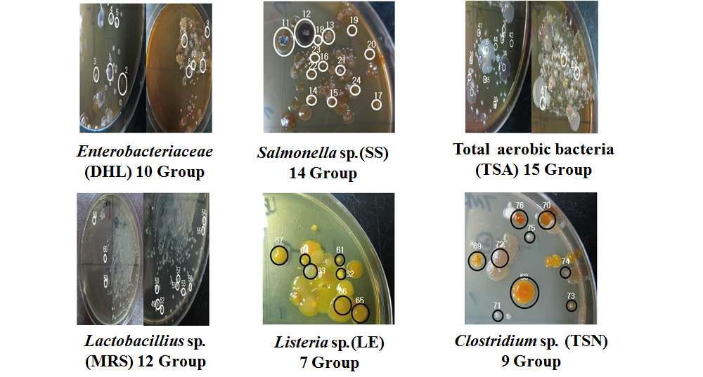 Morphological grouping of microbials grown on sevetal selection media