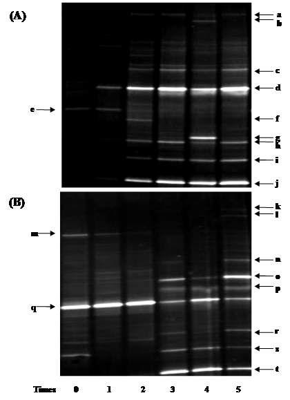 DGGE profiles of PCR-amplified 16S rDNA fragments from microflora in recycled brine solution (A) and salted cabbage. (B) during 5 times recycling of brine.