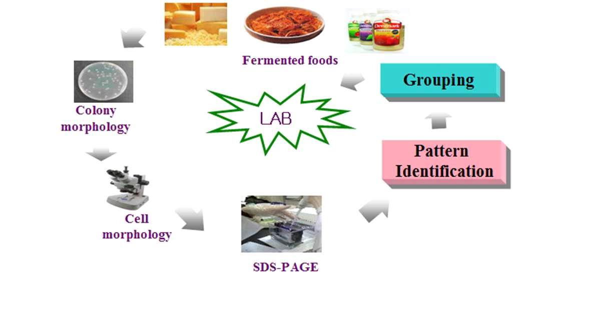 The isolation procedure of LAB from fermented foods