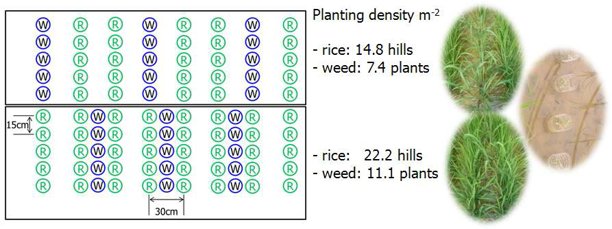 Conceptual diagram of planting density for rice and weed in rice-weed competition plots.