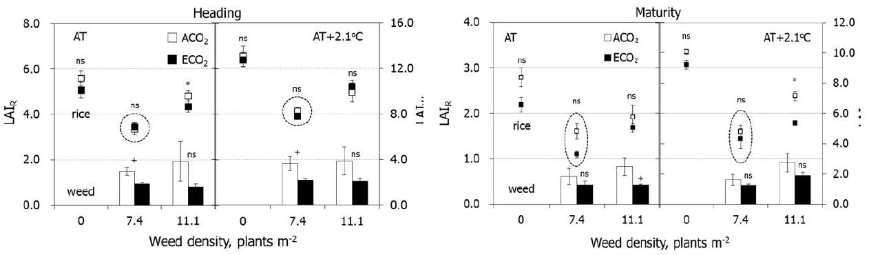 Leaf area index of rice (LAIR) and weed (LAIW) in their reciprocal competitive conditions at heading stage and grain maturity of rice grown under combination treatments of CO2 and air temperatures.