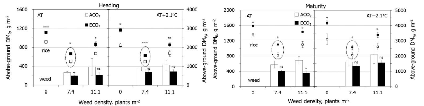 Aboveground dry mass of rice (DMR) and weed (DMW) in their reciprocal competitive conditions at heading stage and grain maturity of rice grown under combination treatments of CO2 and air temperatures