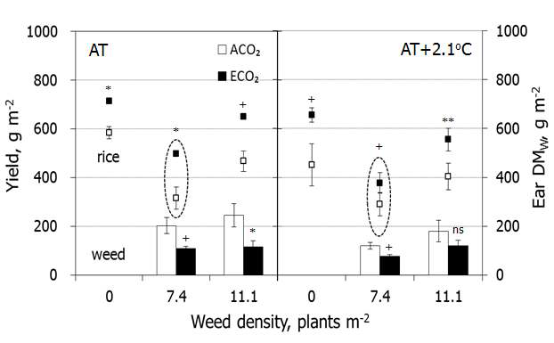 Yield of rice and weed (Ear DMW) in their reciprocal competitive conditions at heading stage and grain maturity of rice grown under combination treatments of CO2 and air temperatures.