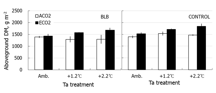 Aboveground dry mass of rice crops infected (BLB) /non-infected (CONTROL) by bacterial leaf blight (BLB) under combination treatments of CO2 and air temperature (Ta).