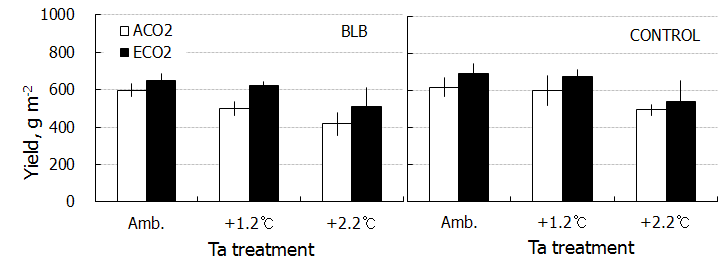 Yield of rice crops infected (BLB)/non-infected (CONTROL) by bacterial leaf blight (BLB) under combination treatments of CO2 and air temperature (Ta)