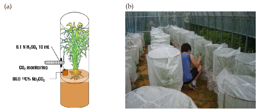 13C-feeding to prepare 13C-labeled roots: (a) Mimetic diagram for 13C feeding and (b) A photo of 13C feeding.