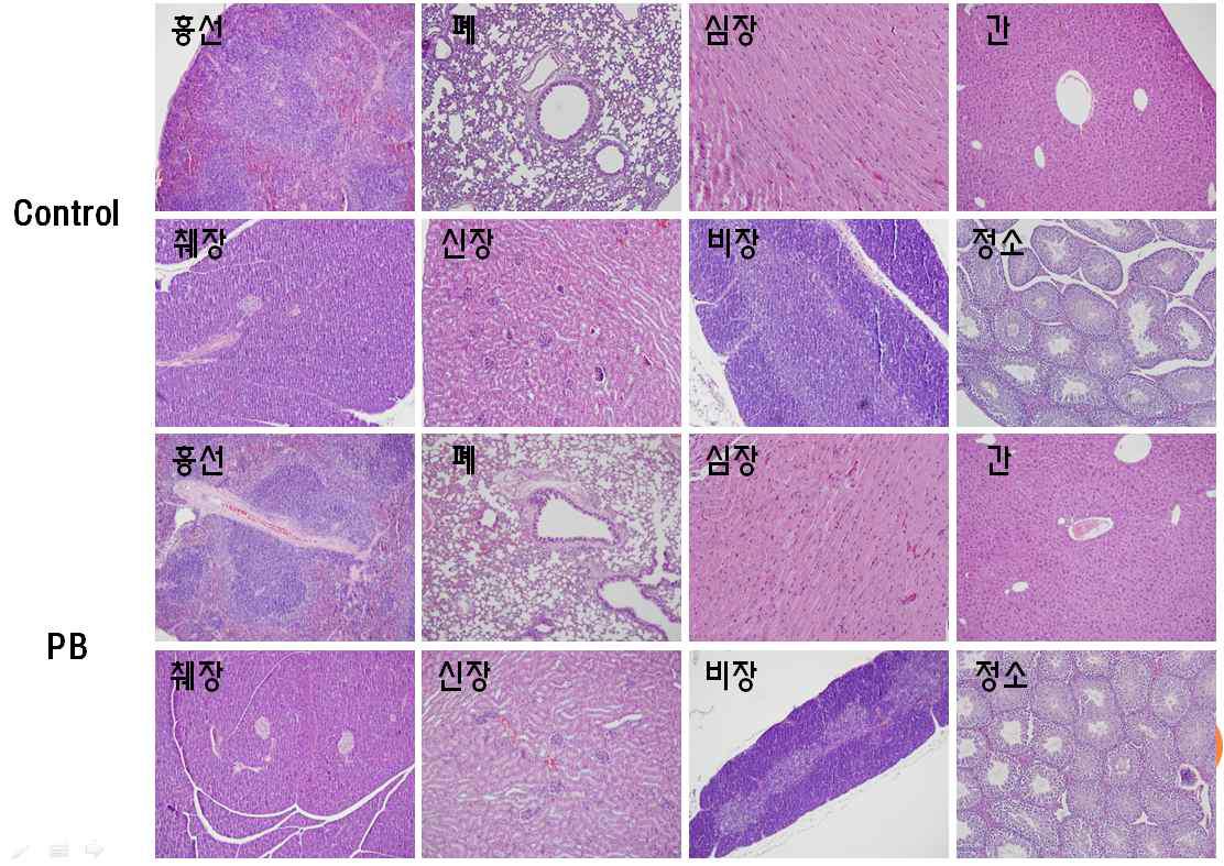 항산화 폴리페놀 소재의 28일 반복투여 후 병리조직학적 관찰(수컷).