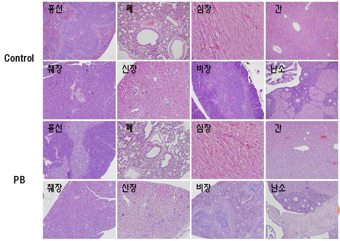 항산화 폴리페놀 소재의 28일 반복투여 후 병리조직학적 관찰 (암컷).