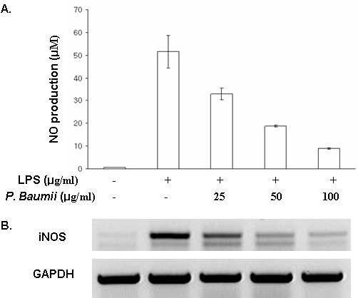 장수상황버섯 추출물의 RAW264.7 세포에서의 NO 생성 억제 효능(A)과 LPS (0.1 μ g/ml)-stimulated inducible NO synthase (iNOS, B) mRNA 발현에 미치는 효과(B).