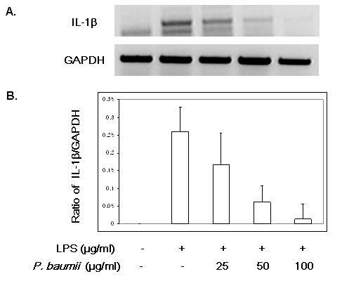 장수상황버섯 추출물의 RAW 264.7세포에서의 LPS 유도 IL-1β cytokine 발현에 미치는 효과.