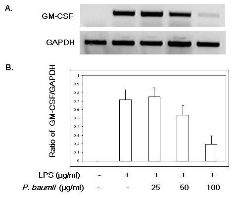 장수상황버섯 추출물의 RAW 264.7세포에서의 LPS 유도 GMCSF mRNA 발현에 미치는 영향.