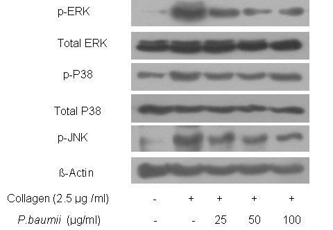 혈소판의 signaling molecules에 미치는 상황버섯 추출물의 효과.