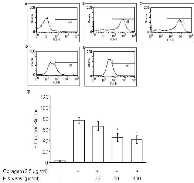 Collagen에 이해 유도된 fibrinogen의 integrin αIIbβ3 결합에 미치는 상황버섯 추출물의 효과.