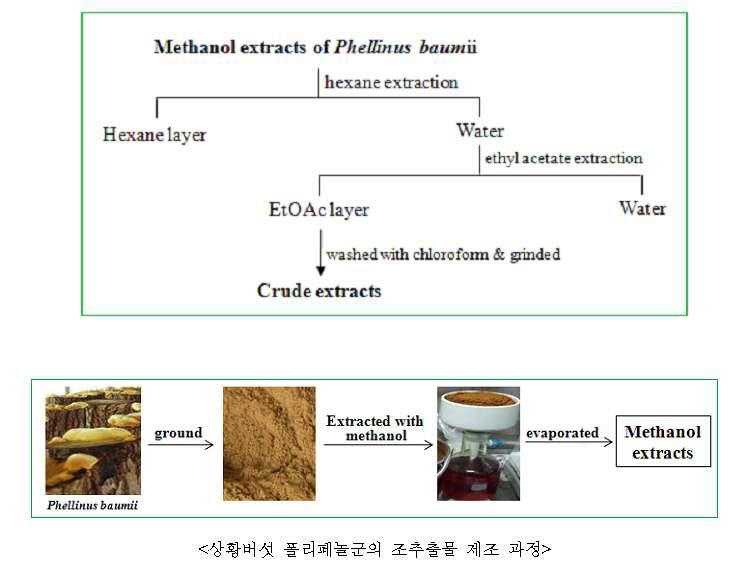 In vivo 동물 효능 평가를 위한 장수상황버섯 항산화 폴리페놀 추출법.