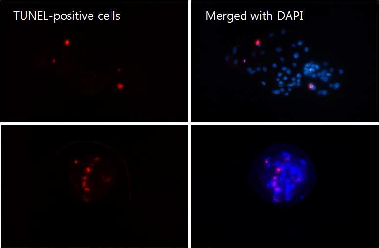 돼지 체세포복제 유래 배반포의 apoptotic cells