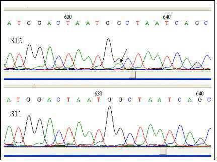 복제소 S11과 비교한 복제소 S12의 mt.8G지점에서 G/A 이형질성 염기서열
